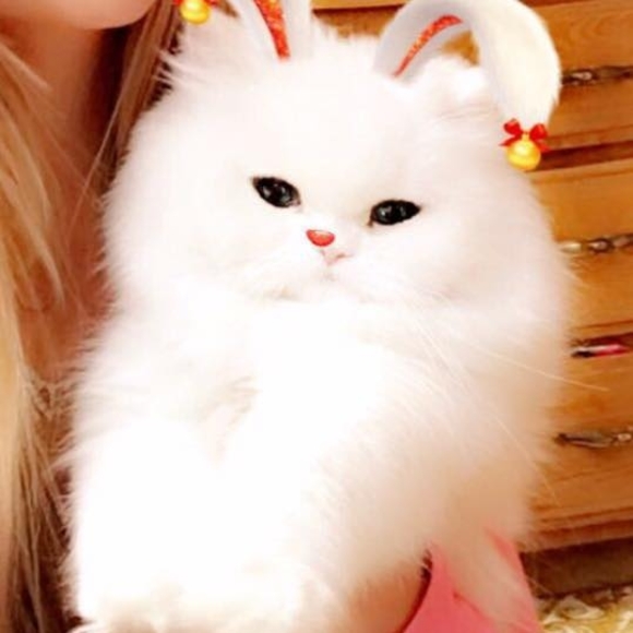 Meet your Posher, Brianna - Picture 3 of 3